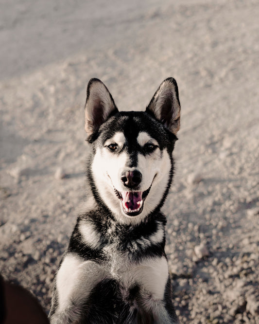 International Husky Day