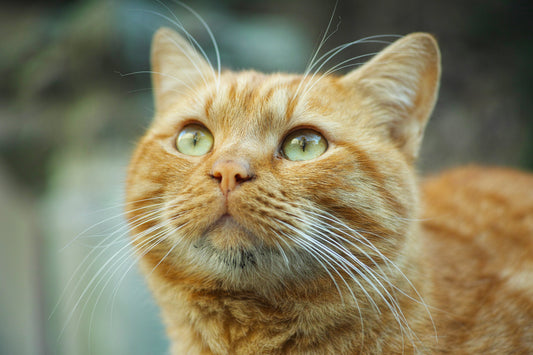 Ginger Cat Appreciation Day